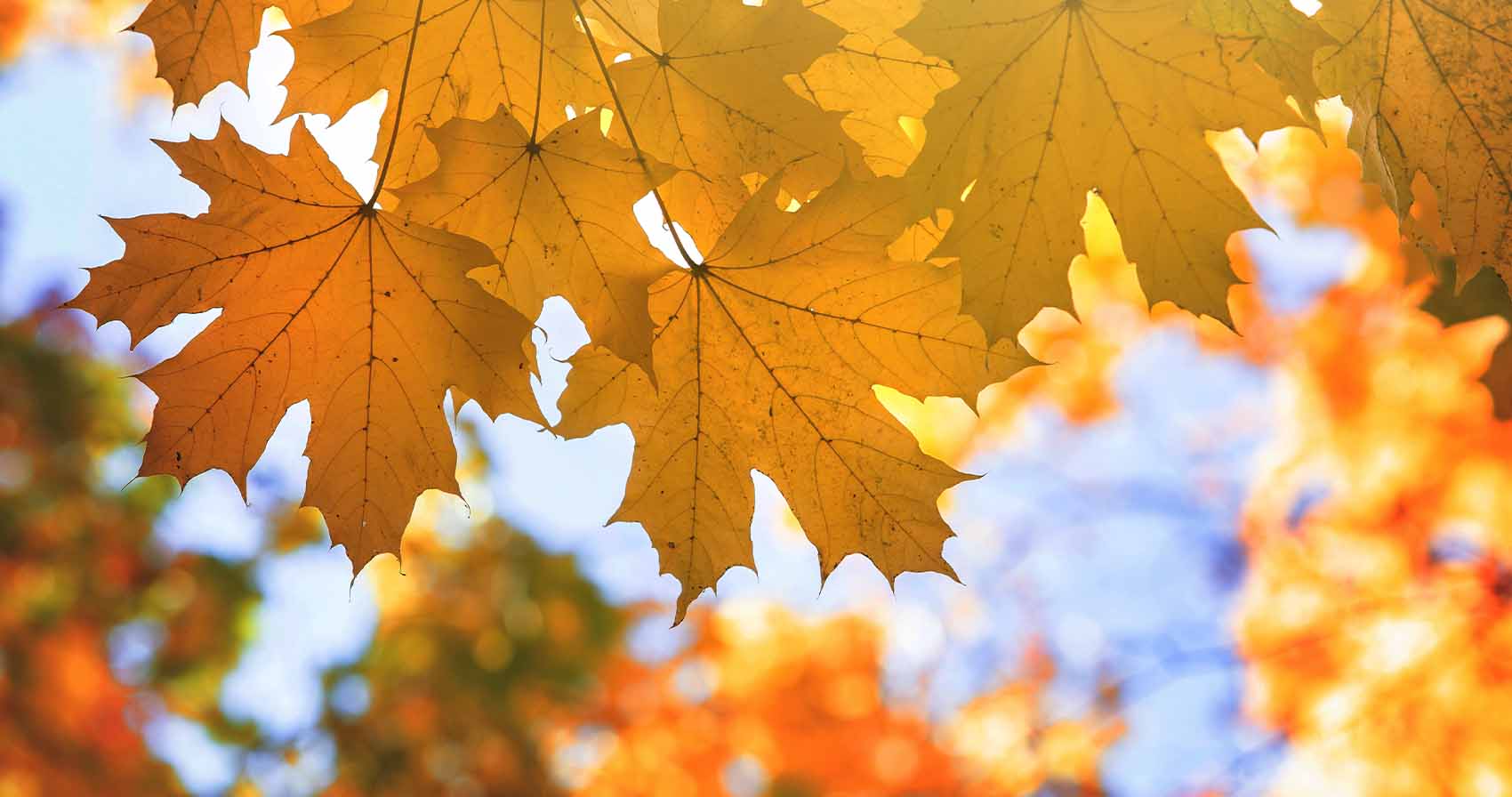 fall leaves in the sky